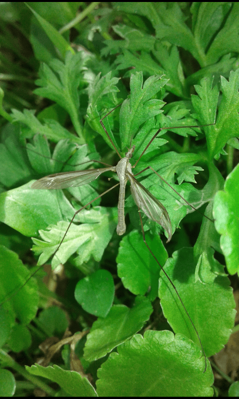 Tipulidae : Tipula sp.?  S